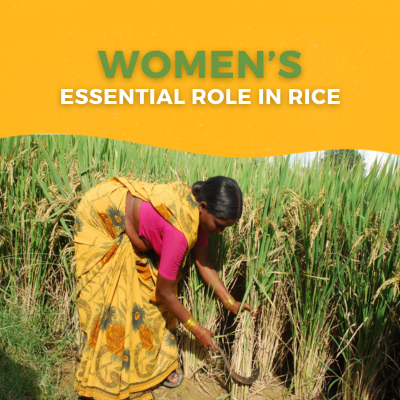 Women's Essential Role in Rice – Lotus Foods